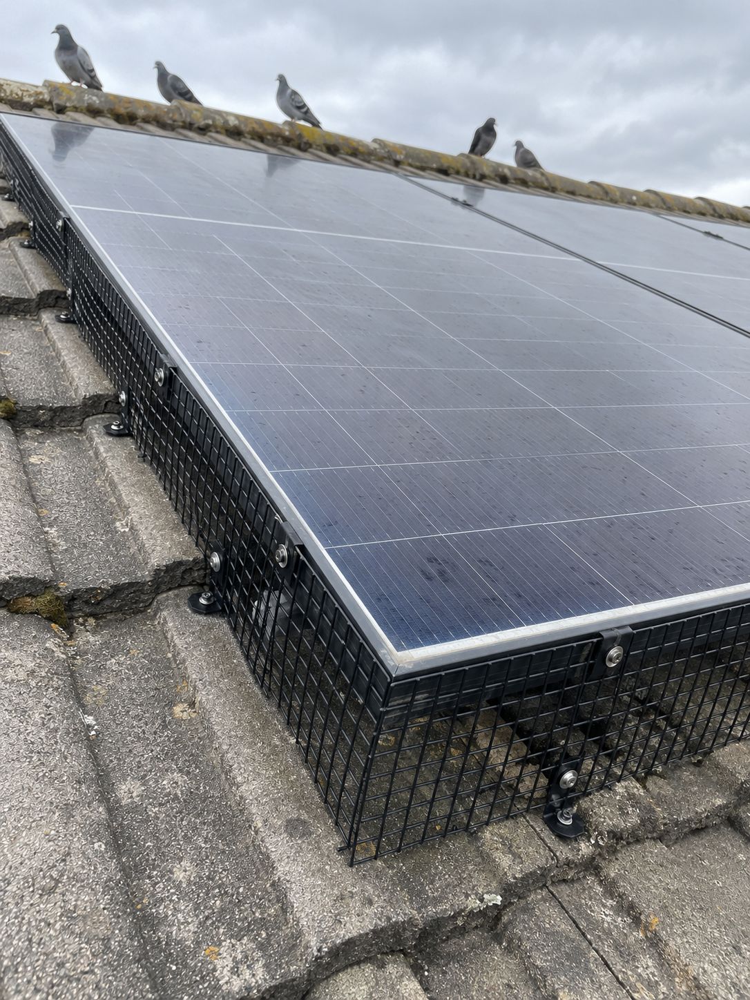 Black mesh bird guard fitted around the edge of rooftop solar panels, pigeons on the ridge